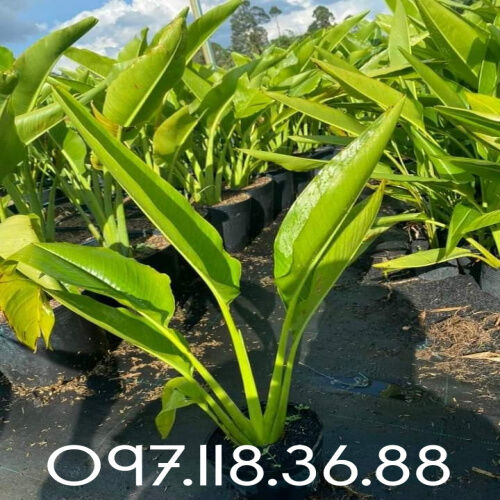 01 Chậu 3 Cây chuối cảnh - chuối rẻ quạt mang lai không gian xanh xinh xẻo