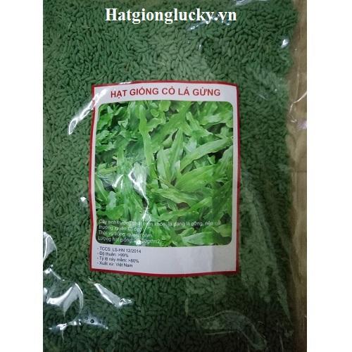 Hạt Giống Cỏ Lá Gừng Chất Lượng. Mỗi Túi 1 Kg - LUCKY SEED.