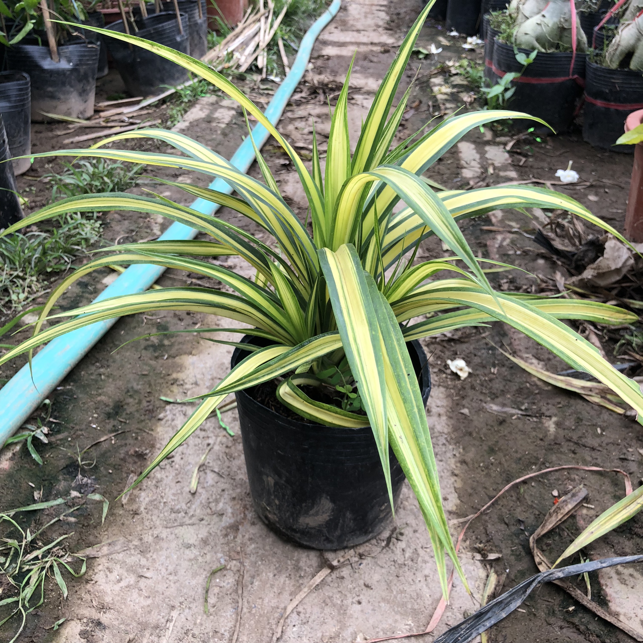 Cây dứa sọc vàng (dứa thái) chiều cao 20-25cm bụi cây to khỏe lá vươn dài đẹp sức sống tốt thích hợp trang trí sân vườn