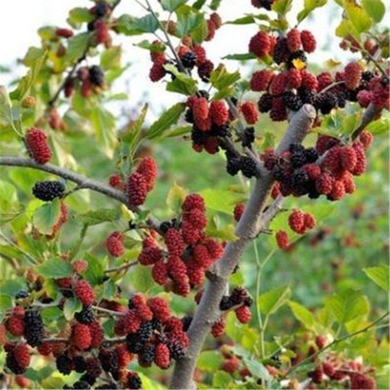 Hạt giống dâu tằm