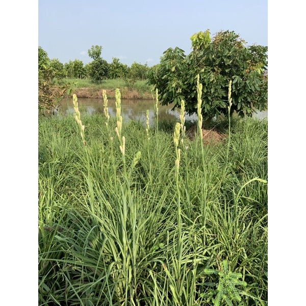 Củ Huệ hương - Trắng hoa kép tặng thêm 1 lá xương rồng.