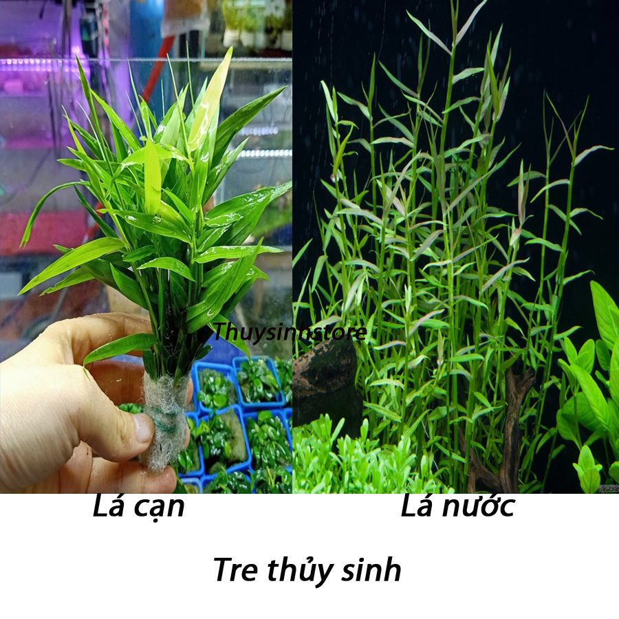 Cây tre thủy sinh 10 cây - Cây thủy sinh trang trí hồ cá cảnh