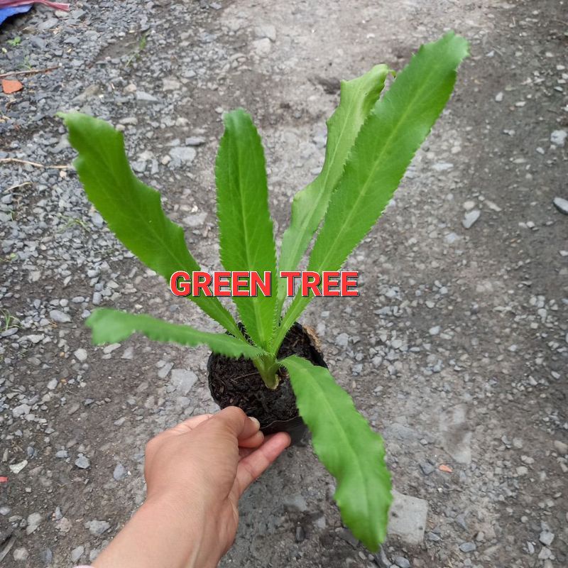 Cây giống ngò gai