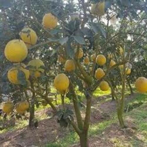 Cây giống Bưởi Diễn chiết cho năng suất cao