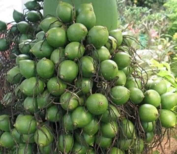 Cau Lùn Tứ Qúy Cây Giống