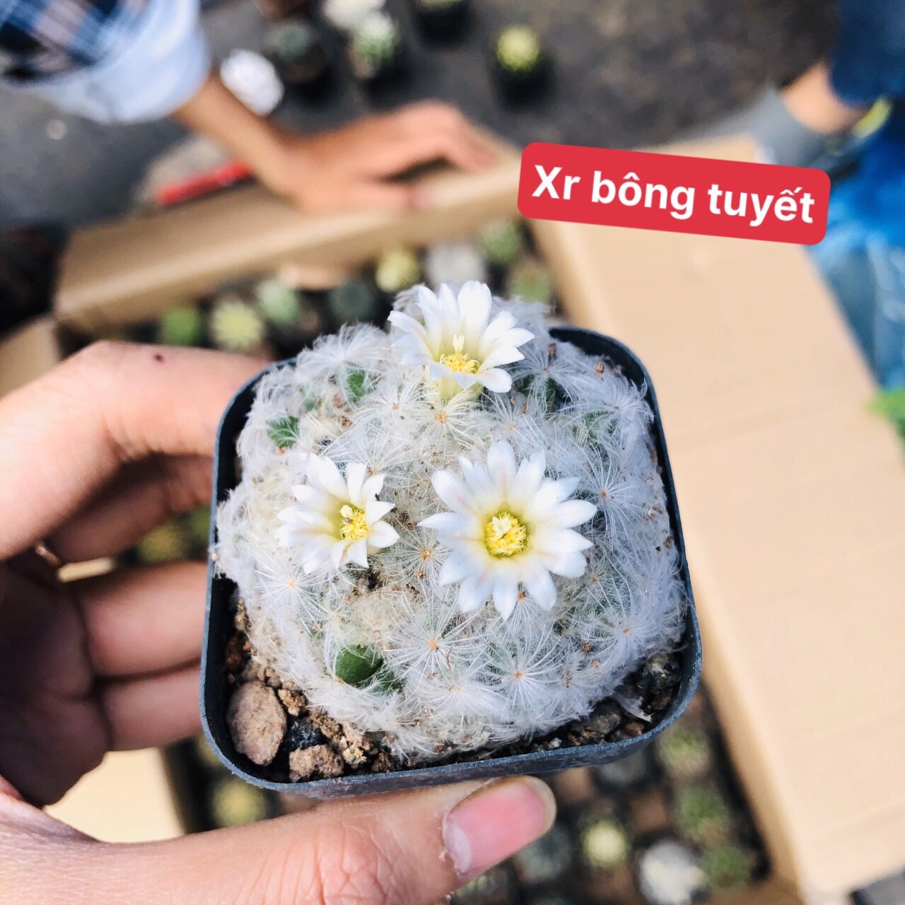 Xương rồng bông tuyết