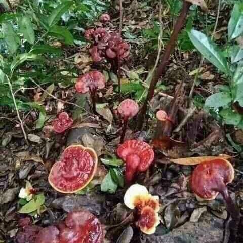 Nấm lim xanh rừng chất lượng, 500gram