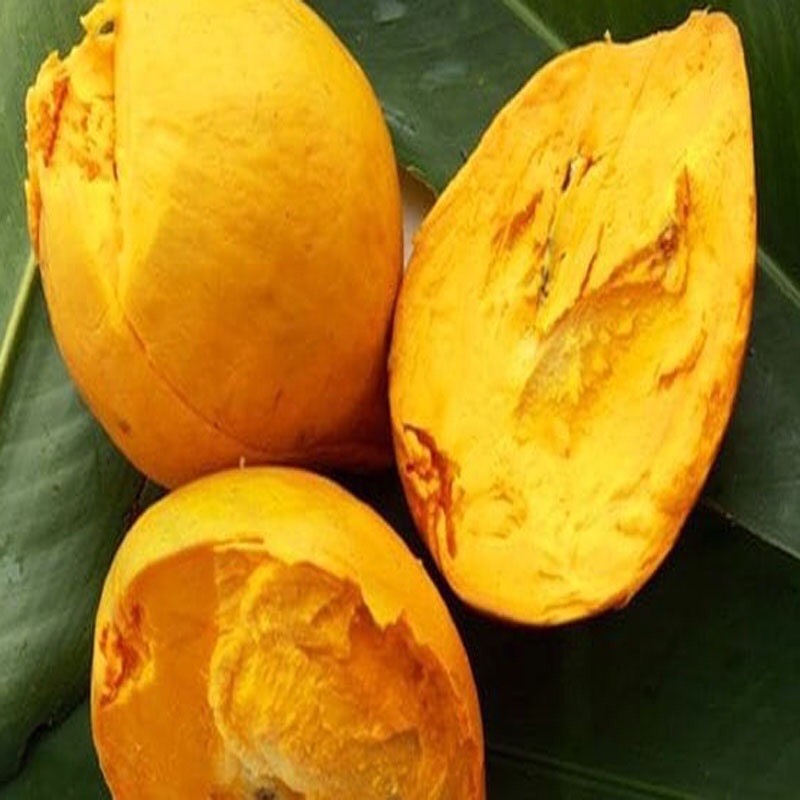 Cây lekima - cây ăn quả