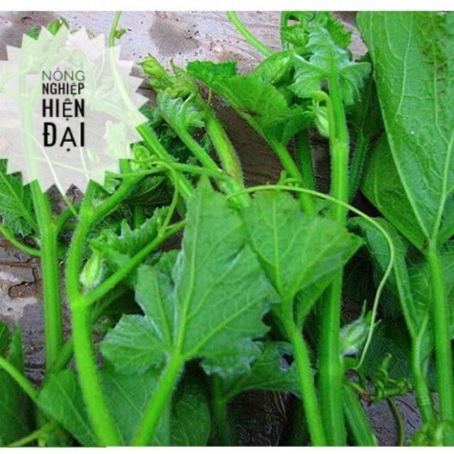 Hạt giống bí siêu đọt 20gram