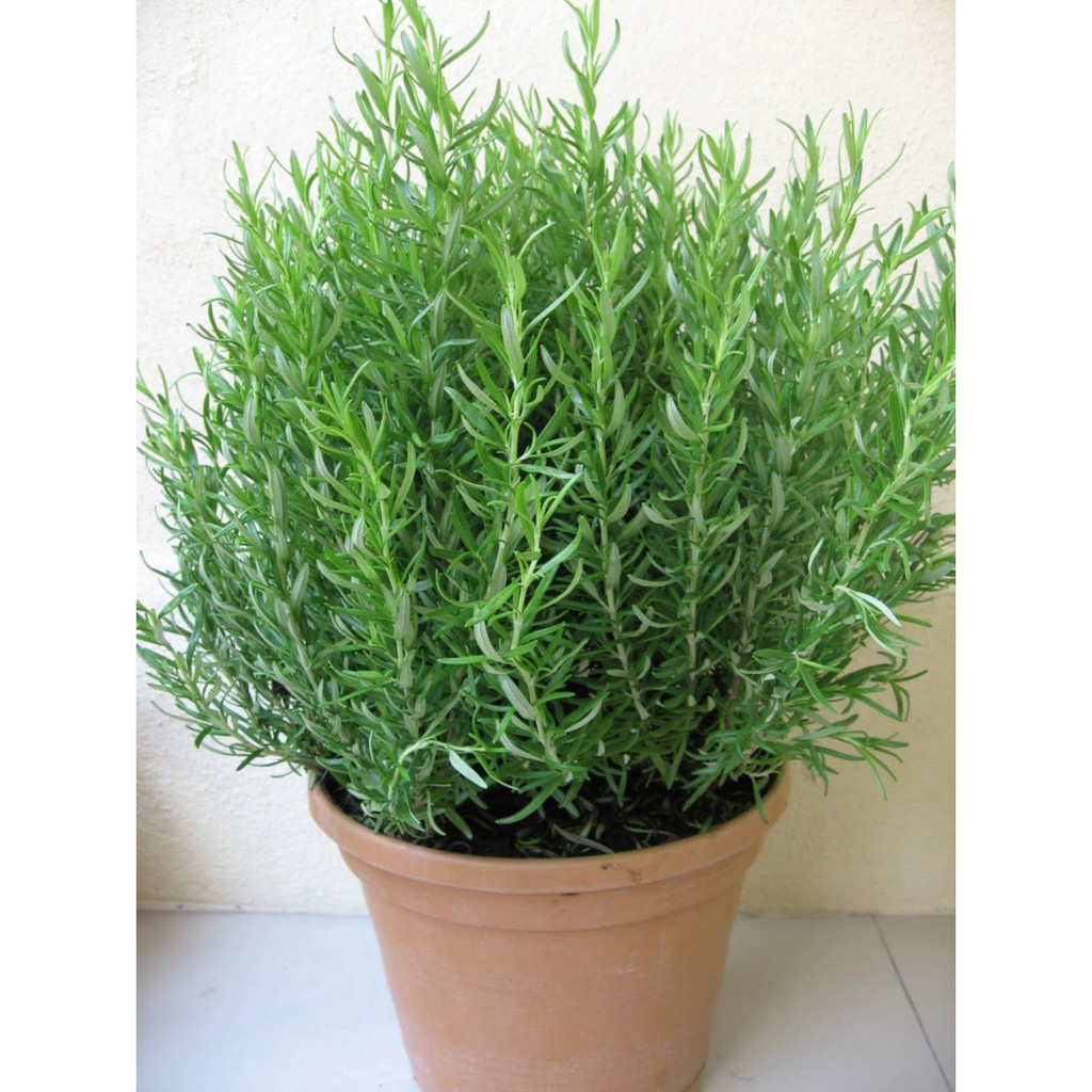 Hạt giống cây hương thảo gia vị đuổi muỗi-30 hạt, đảm bảo cung cấp các sản phẩm đang được săn đón trên thị trường hiện nay