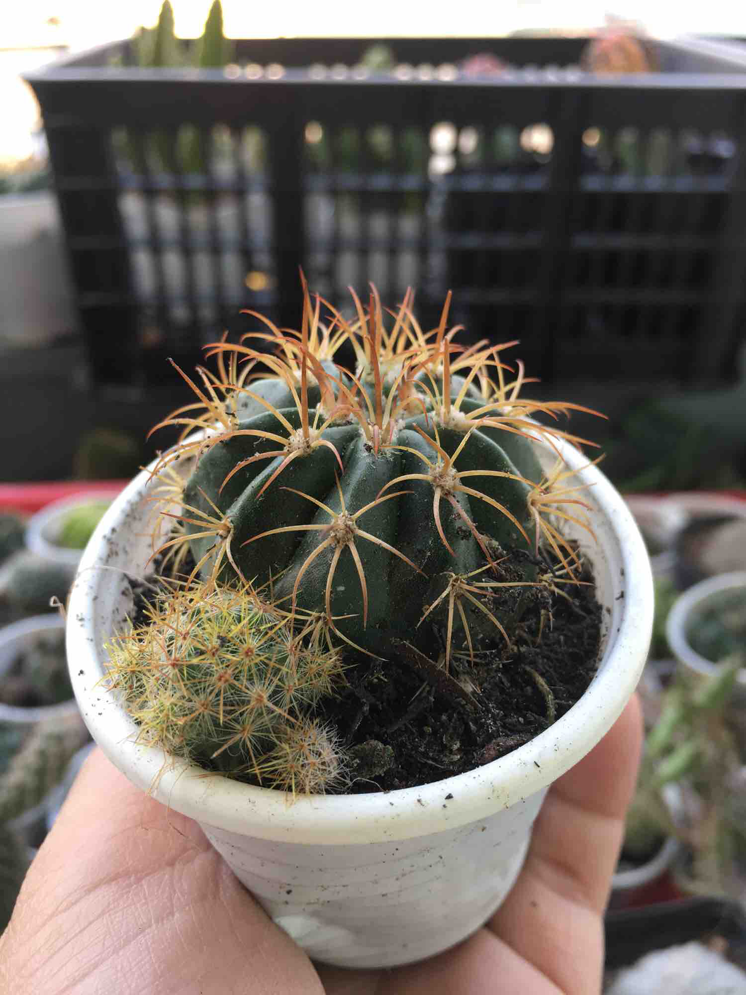 [HCM]Xương Rồng Melo Nhỏ