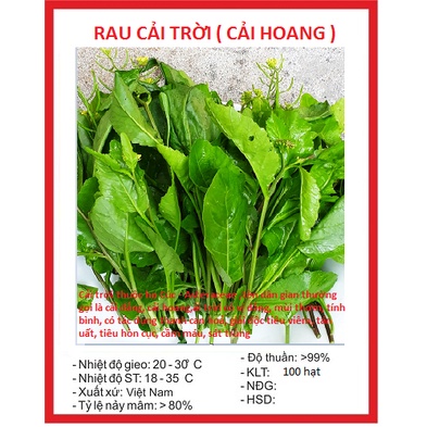 Hạt giống rau cải trời-gói 100 hạt