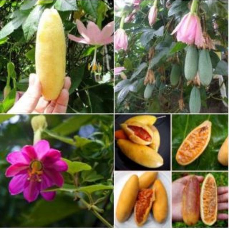 Cây giống chanh leo chuối