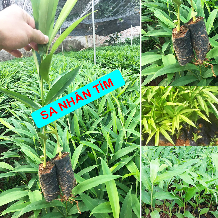 Cây giống Sa Nhân Tím