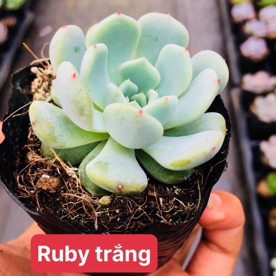 Sen đá ruby trắng