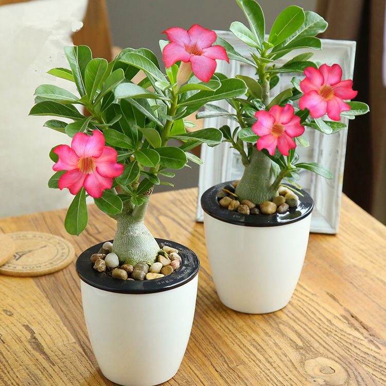 Combo 5 cây sứ thái giống gieo hạt