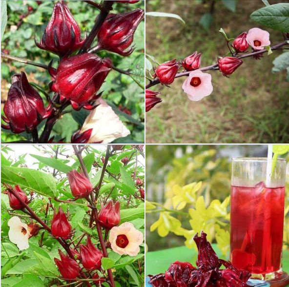 Hạt Giống Cây Atiso Đỏ ( Bụp Giấm) 10 hạt/gói