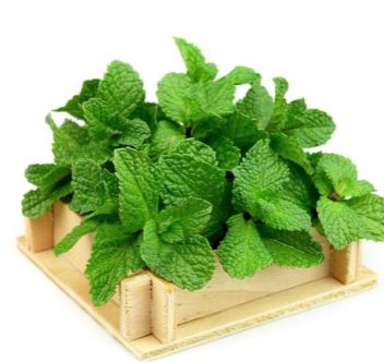 Hạt giống rau húng lủi thơm ngon