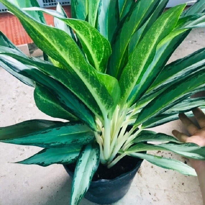 Chậu cây giữ tiền -cây phong thủy mang lại tiền tài, vượng phong thủy cho gia chủ + tặng 2 cây quế giống