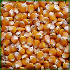 Ngô mỹ 1kg bắp làm bắp rang bơ tại nhà 2022