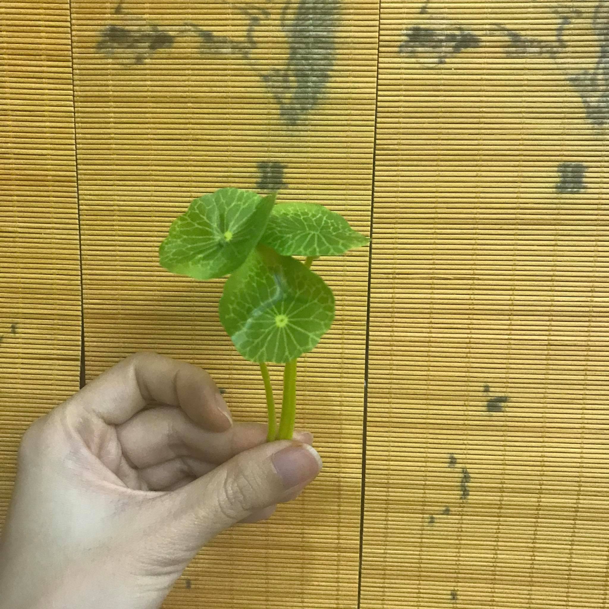 Lá sen trang trí, lá sen nhựa làm tiểu cảnh Linh tâm