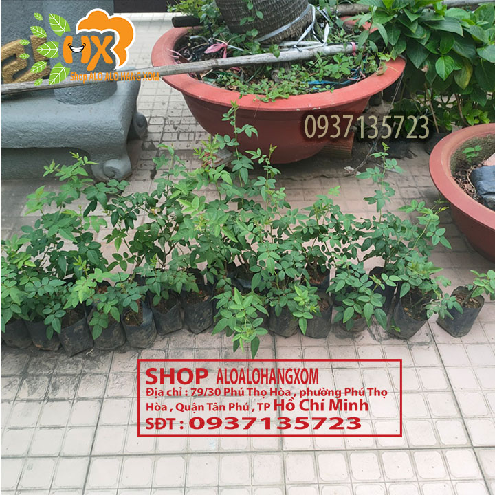 Combo 5 cây hoa hồng tầm xuân cây giống