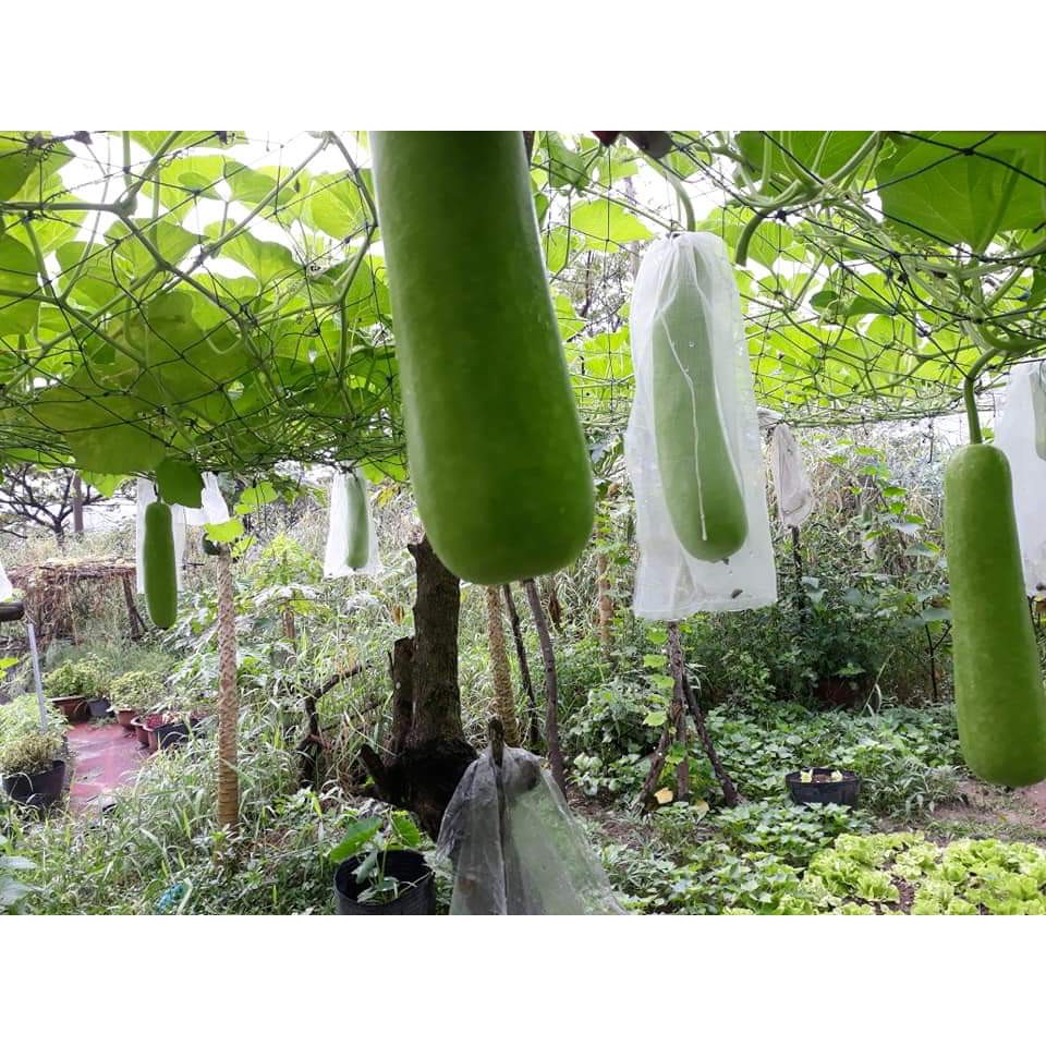 10 túi bọc trái cây bằng vải không dệt Ánh Dương