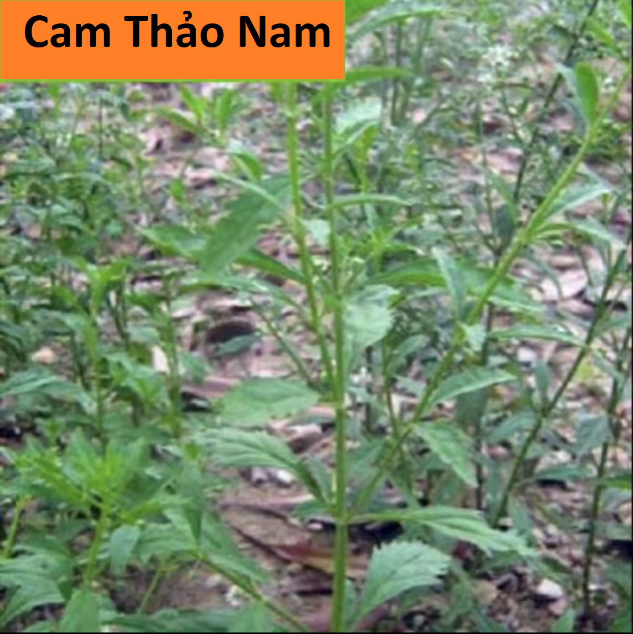 Cây Giống Cam Thảo Nam -Cam Thảo Đất -Scoparia dulcis