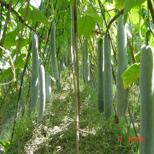 Hạt giống bí đao bi sặt cao sản hat giong bi