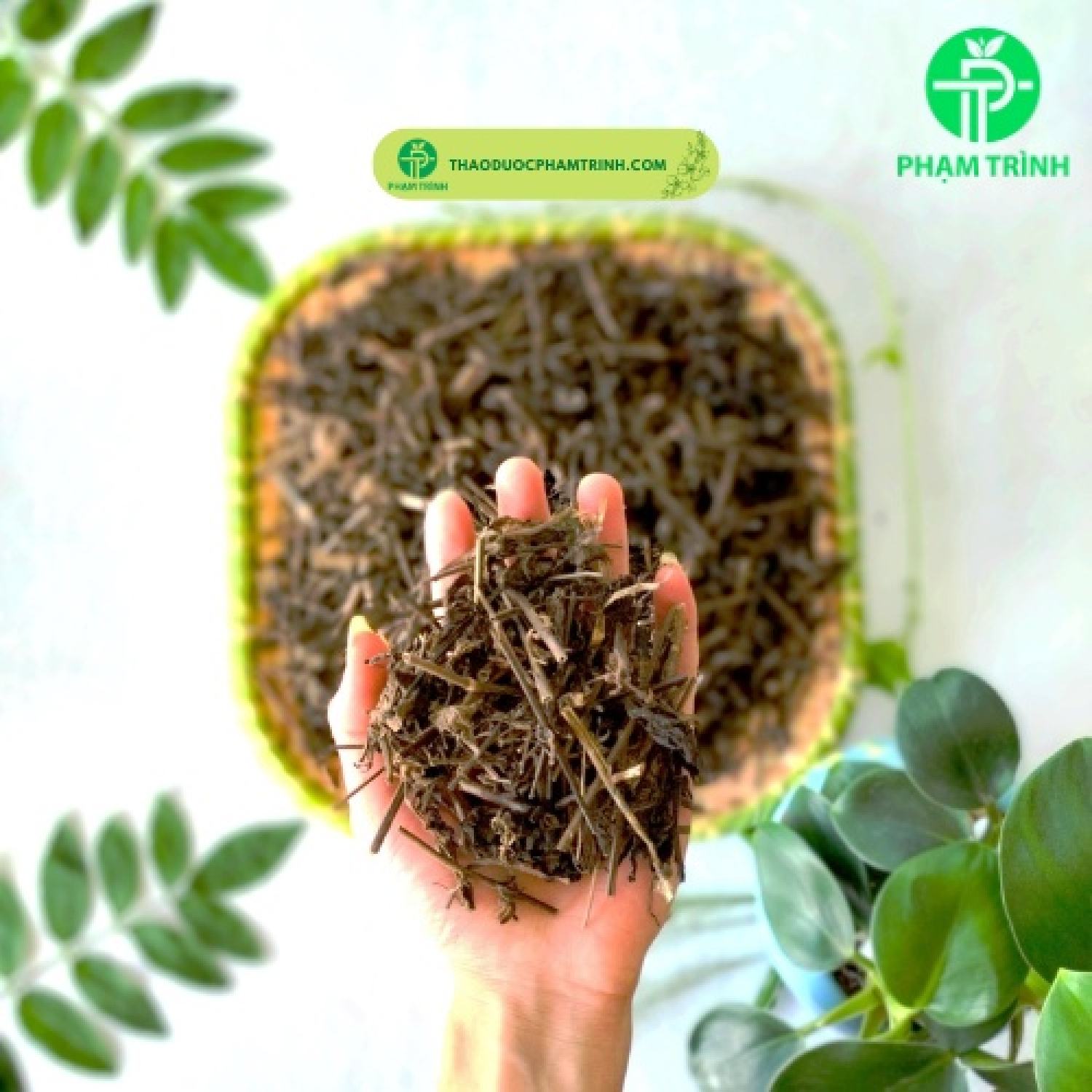 Cây nhân trần khô - thanh nhiệt giải độc