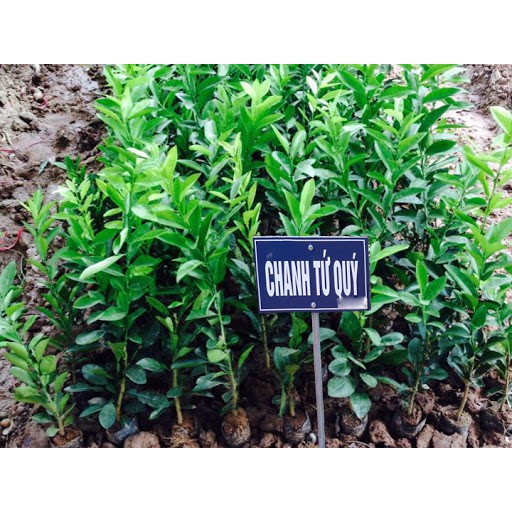 Combo 5 cây chanh tứ qúy cao 60-80cm đại học nông nghiệp