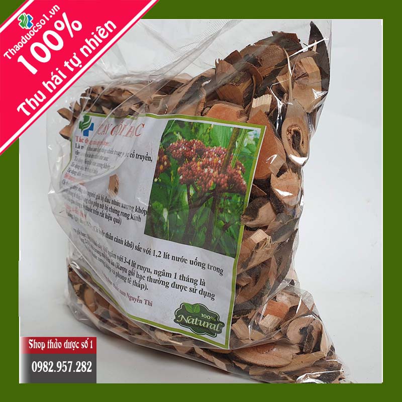 Cây Gối Hạc hỗ trợ điều trị xương khớp, Phong tê thấp