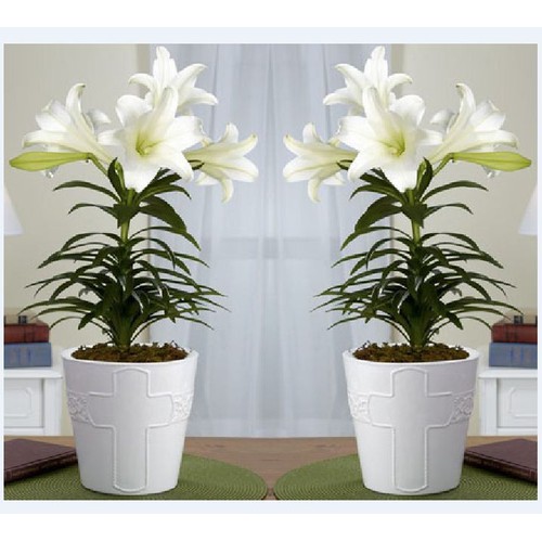 Combo 5 củ giống hoa ly lùn màu trắng