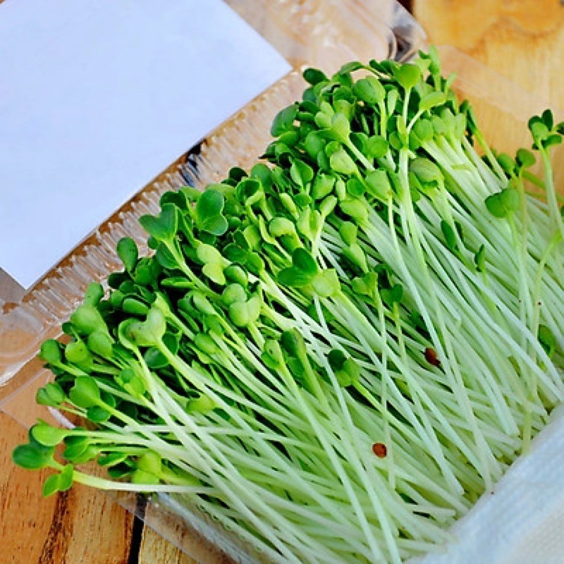 Hạt giống rau mầm cải ngọt | sl: 50 gram