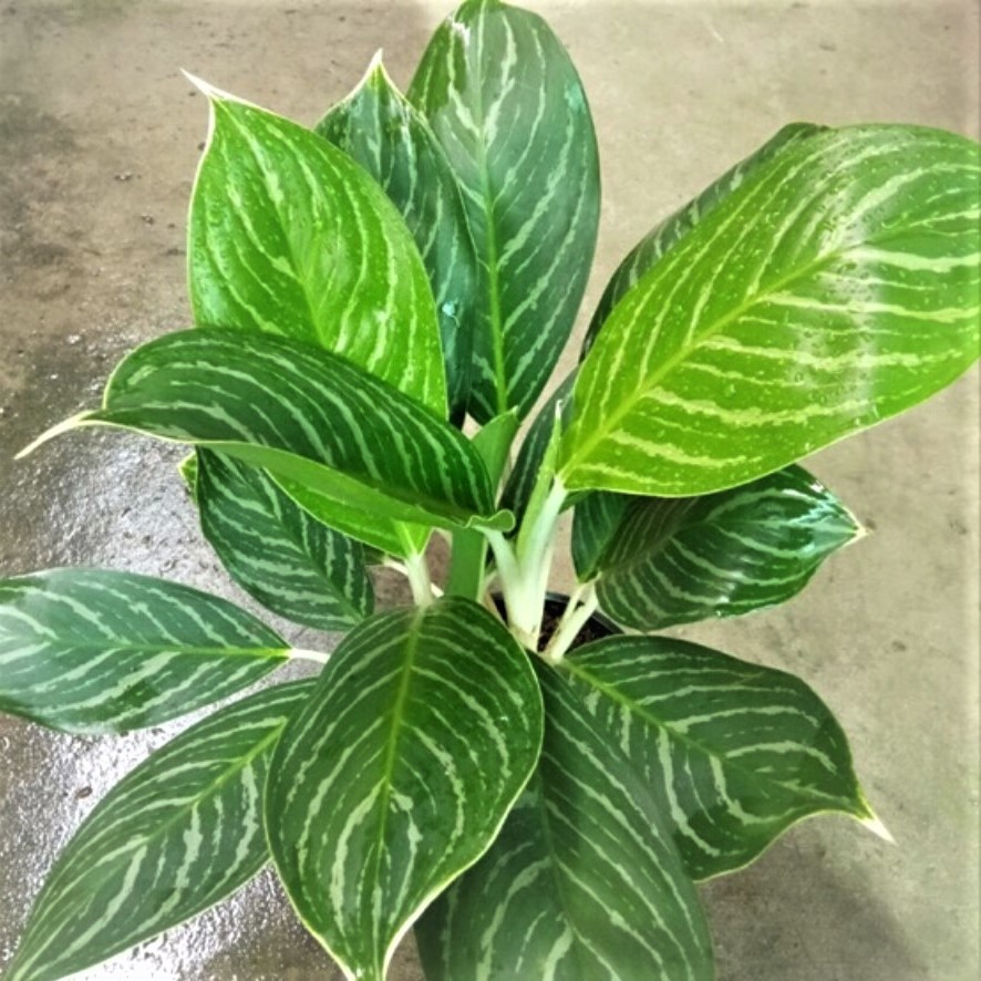 CÂY BẠCH MÃ HOÀNG TỬ - CÂY NỘI THẤT - CÂY KIỂNG TRONG NHÀ - GIỐNG CÂY GIỮ TIỀN