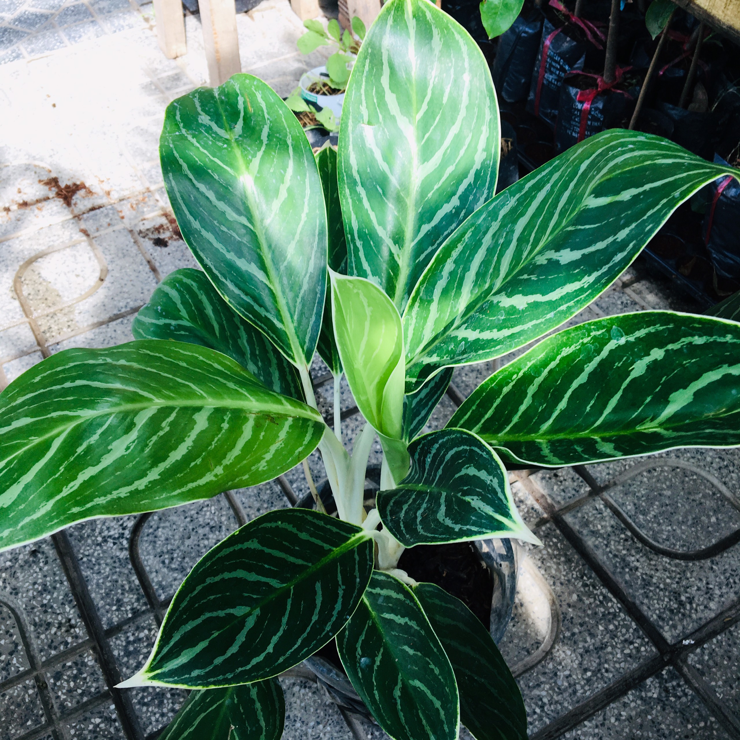 CÂY BẠCH MÃ HOÀNG TỬ, CÂY THỦY SINH - INDOOR PLANTS