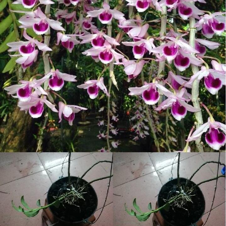 Một chậu hoa lan rừng phi điệp tím , giả hạc - hoa lan rừng tím triệu người mê