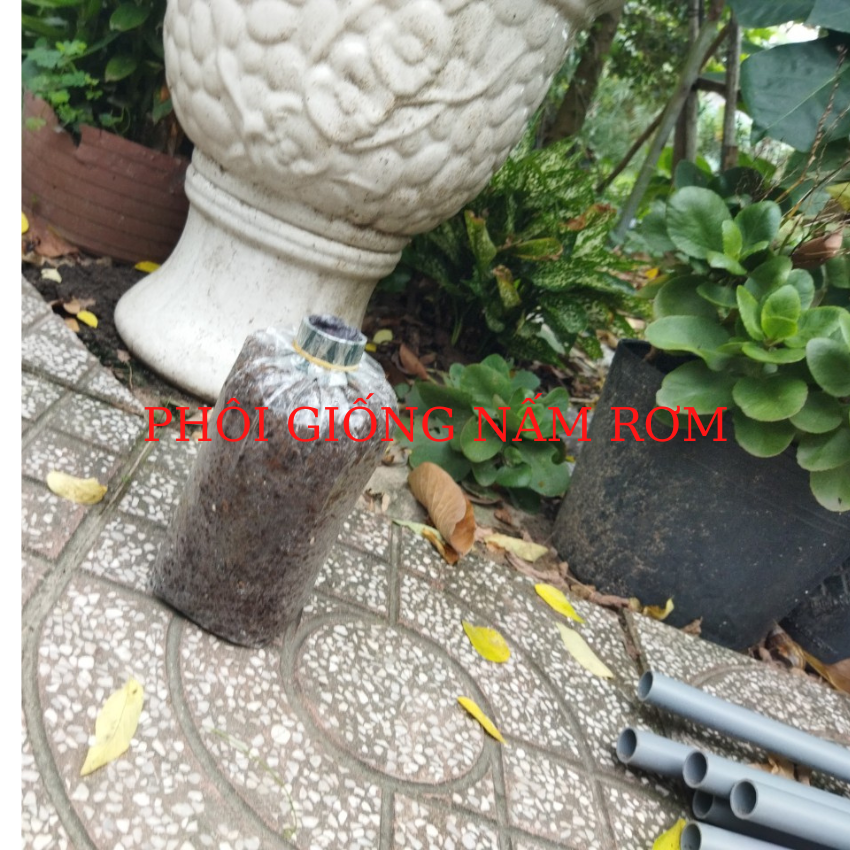 Meo giống trồng nấm rơm / vật tư ngành nấm