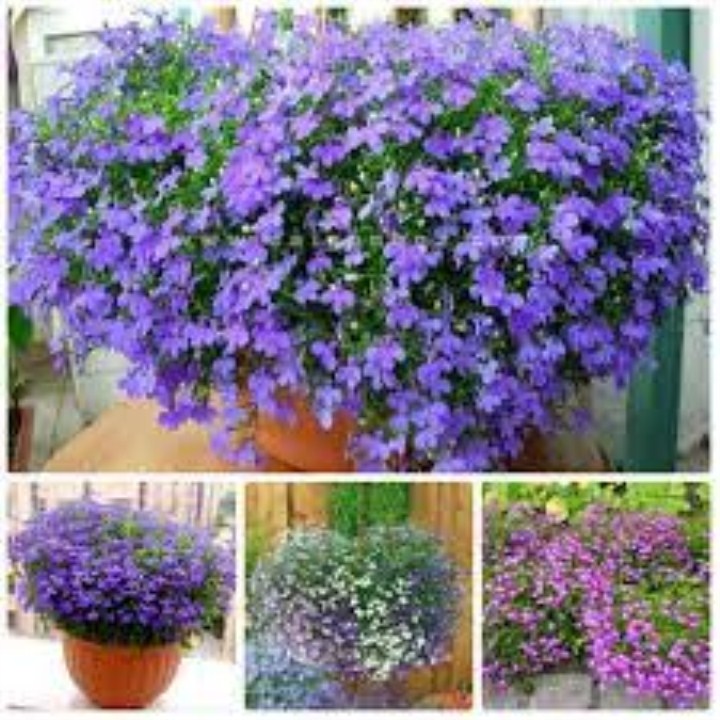 Hạt giống hoa cúc lobelia gói 50 hạt mua từ 50k tặng 2 sản phẩm