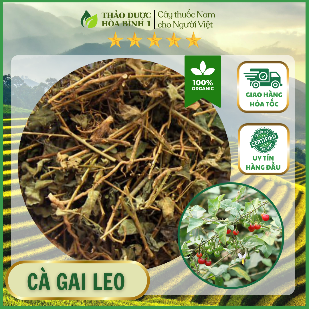 500gr cà gai leo hoà bình hỗ trợ về gan.