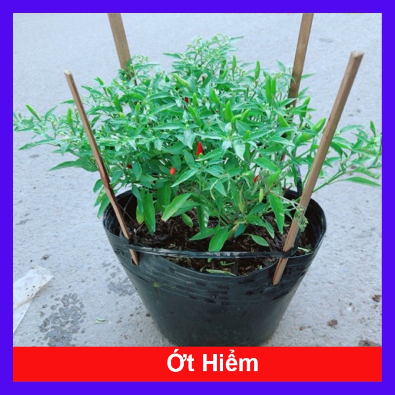 Cây ớt hiểm - cây cảnh sân vườn - cây ăn trái - caykiengsadec