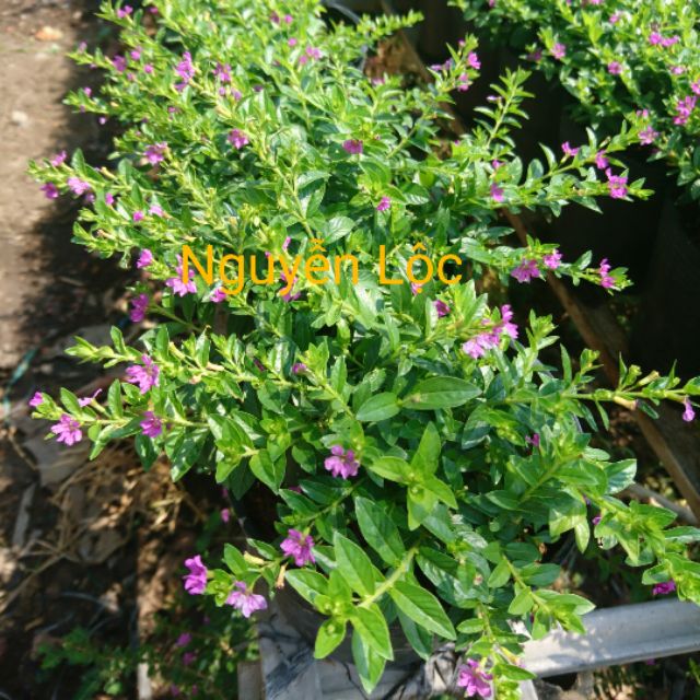 Cây hoa cẩm tú mai, mặt hàng đang được săn đón, chất lượng sản phẩm đảm bảo và cam kết hàng đúng mô tả