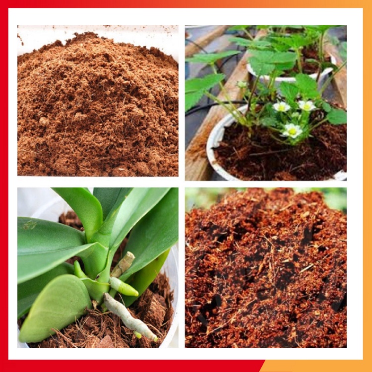 Sơ dừa đã qua xử lý chuyên trồng lan cây cảnh