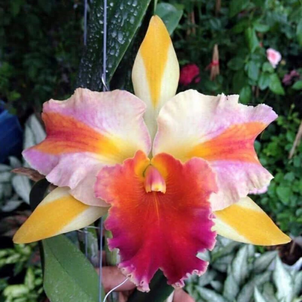 Cattleya Amazing Thailand " Rainbow". Cây trưởng thành khỏe mạnh có thể cho hoa.