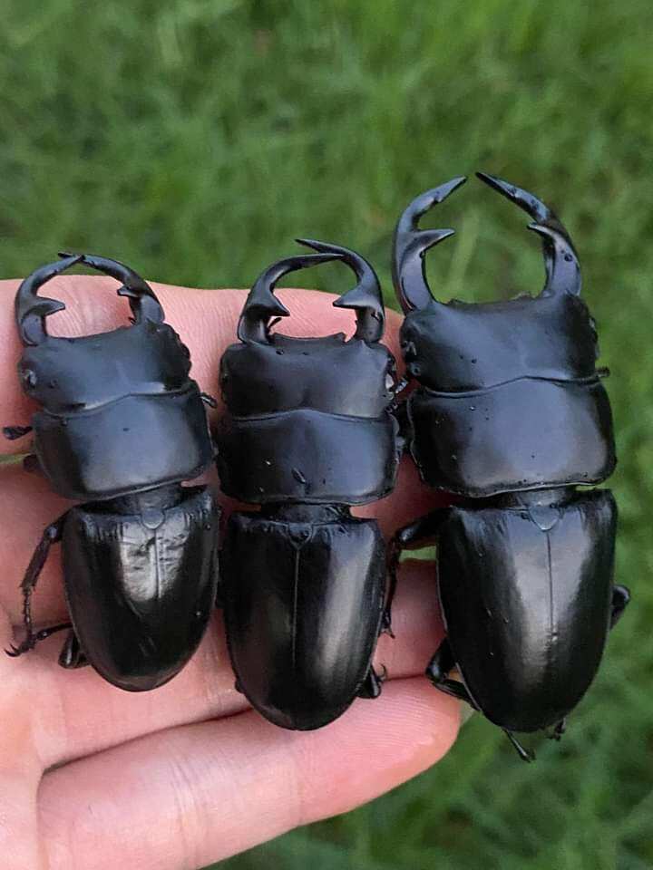 Bọ cánh cứng Kiến vương, tê giá.c, bọ 2 sừng, 3 sừng, 5 sừng