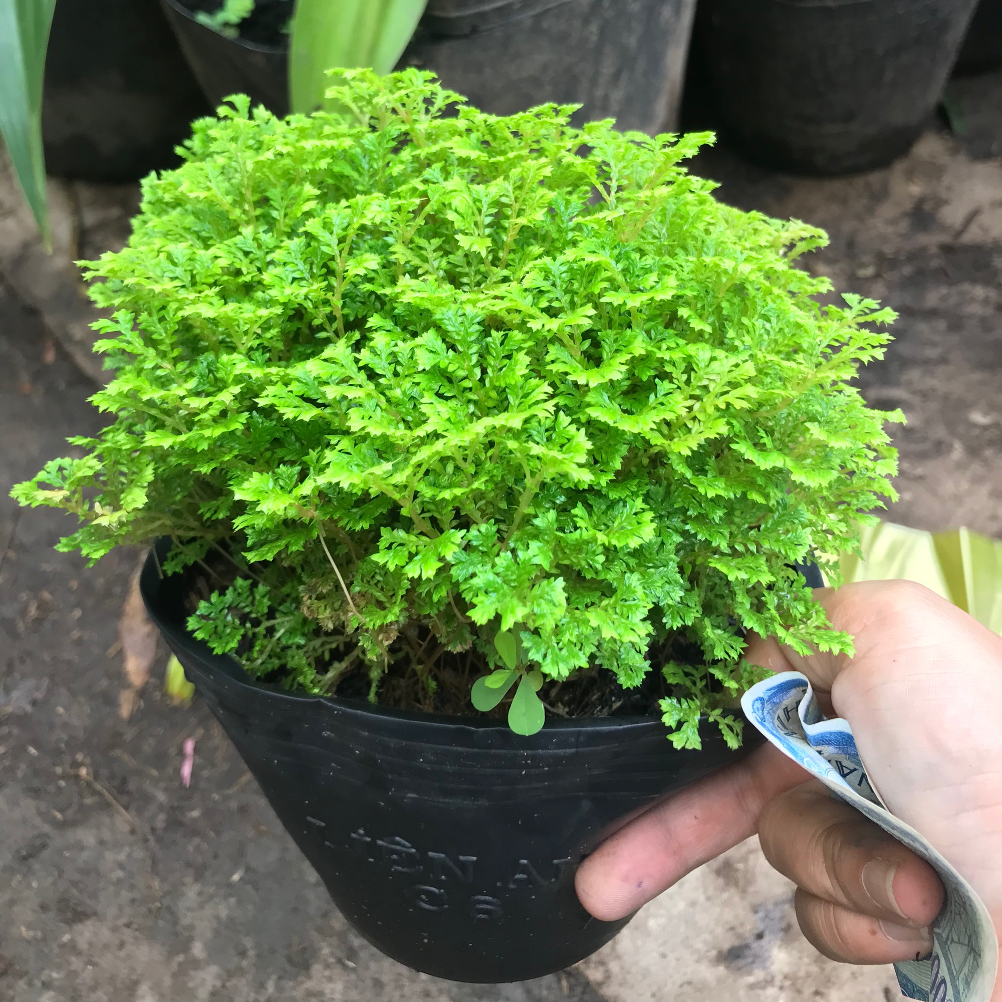 Cây Tùng rêu + tặng phân bón cho cây mau lớn