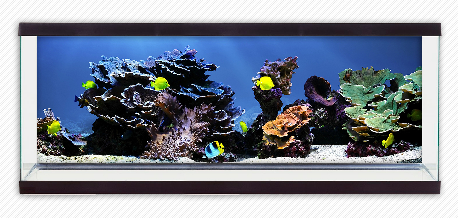 Tranh phông nền 3D dán hồ cá Aquarium tank - 012