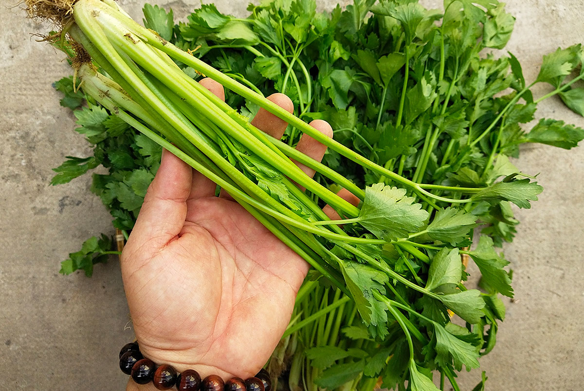 Hạt giống rau cần cọng xanh pn gói 5 gram