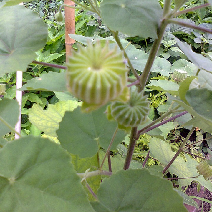 Cây Cối Xay Khô -1kg Hàng CTy Thảo Dược Số 1