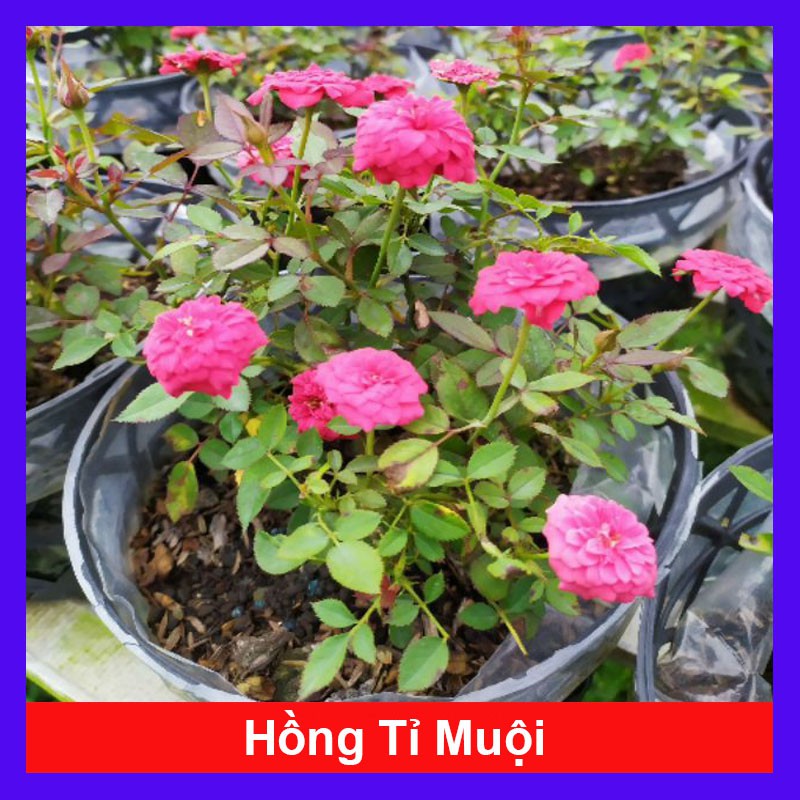 Cây Hoa Hồng Tỉ Muội - cây cảnh mini - cây cảnh để bàn - caykiengsadec